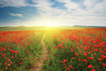 Obraz na płótnie Canvas Footpath to sun and meadow of poppies.