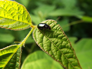 クワハムシ leaf beetle