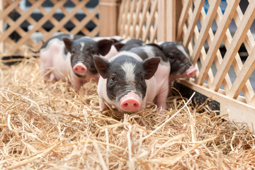 Cute baby pink and black speckled polka dot pot-bellied Vietnam miniature pigs in wooden cage at animal farm