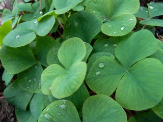 green leaf with water drops