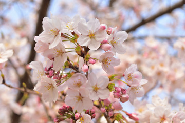 Naklejka premium 桜の花