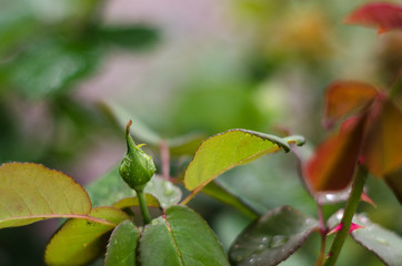 Closeup of a pink rose after a rain storm with shallow depth of field.