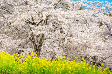 Beautiful Cherry Blossom and Nanohana flower at Akagi Nanmen Senbonzakura, Gunma, Japan