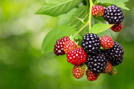 Blackberry Bush With Selective Focus