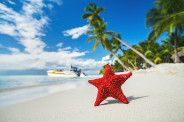 Fototapeta na wymiar Seastar or sea starfish standing on the island