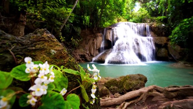 Locked down, rack focus, Waterfall flow standing with forest enviroment and Angel Wing Begonia flower in thailand, called Huay or Huai mae khamin in Kanchanaburi province, Lockdown.