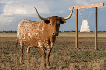 texas longhorn cow standing in field