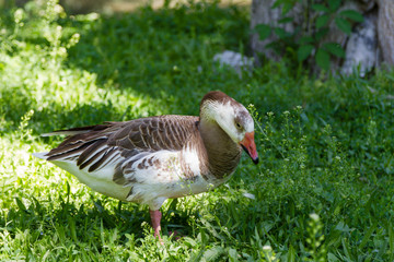  duck on the grass