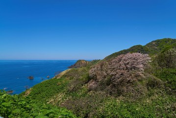 Fototapeta na wymiar 新潟県　粟島