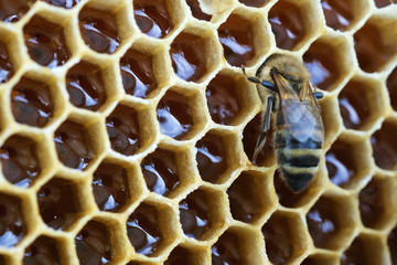 Macro photo working bee on honeycells. Concept of beekeeping.