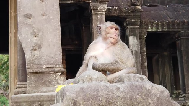 A monkey sits and chews in the ruins of the temple of Angkor Wat, Cambodia. Next to the monkey on the left is a pillar, on which old marks from shots are visible.slow motion, close-up.