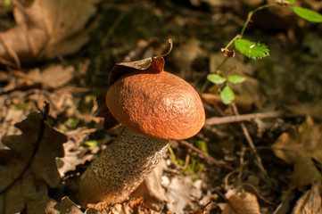 Boletus edulis young mushroom closeup growing in dry autumn leaves in the forest