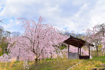 宗佐八幡神社の桜