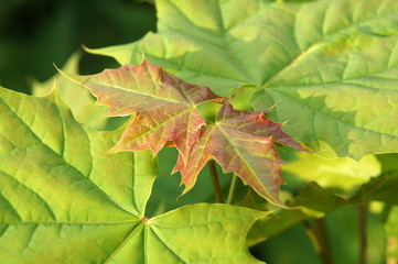Red young leaves of Acer platanoides