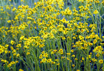 Beautiful yellow wild chamomile