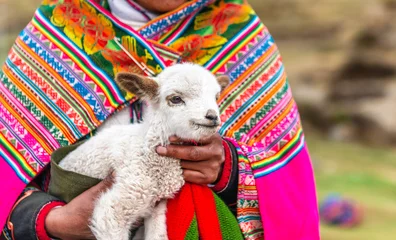 Foto auf Alu-Dibond Peruanische Frauen mit kleinem Alpaka-Lamm © tan4ikk