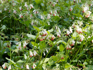 Symphytum grandiflorum - Parterre de consoude à grande fleurs