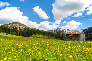 Allgäu - Alpen - Stadel - Wiese - Blumen - Frühling