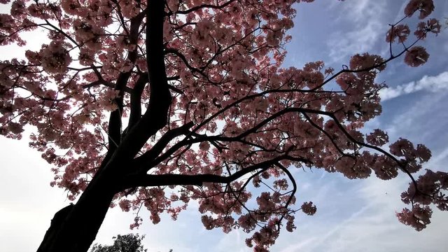 Handroanthus impetiginosus tree blossom