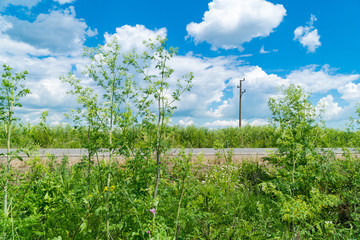 The road and roadside in rural areas. The highway I am sunny day against the background of bright plants