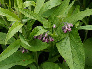 Symphytum officinale - Parterre de consoude officinale à fleurs pourpre et rose
