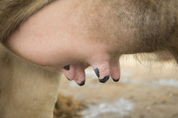 Fototapeta premium Close-up cow big udder copy space