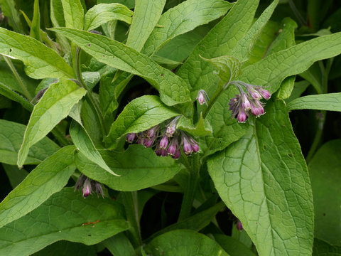Symphytum officinale - Parterre de consoude officinale &agrave; fleurs pourpre et rose