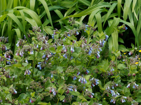 Symphytum asperum - Parterre de consoude rude ou hérissée à fleurs rose foncé au bleu cobalt