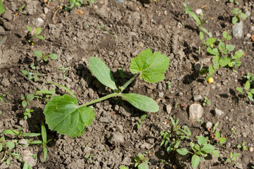 young shoot zucchini or pumpkin