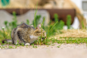 The cat on the field plays with the grass.