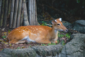 Eld's deer (Rucervus eldii slamensis relaxing in zoo.