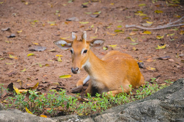 Eld's deer (Rucervus eldii slamensis relaxing in zoo.