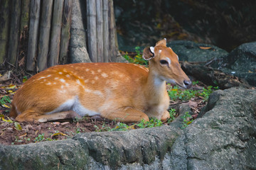 Naklejka na ściany i meble Eld's deer (Rucervus eldii slamensis relaxing in zoo.