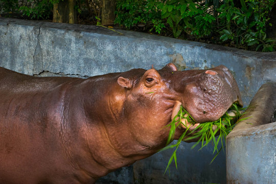 The common hippopotamus eating a fresh grasses.(Hippopotamus amphibius).