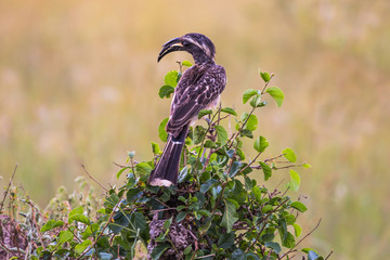 African grey hornbill © Kushnirov Avraham