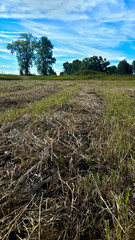 the dry mowed grass lies strips in the field