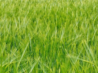 green wheat field of grass