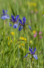 Sibierische Schwertlilie Blüten