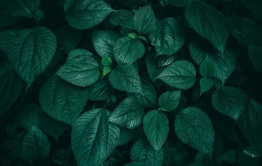  Foliage of tropical leaf in dark green texture, abstract pattern nature background. © jakkapan