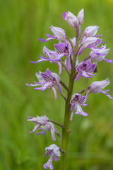 Blüten der Helmknabenkrautes in der Wiese