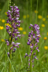 Blüten der Helmknabenkrautes in der Wiese