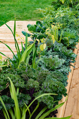 edible garden with different kinds of herbs