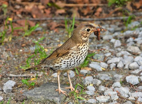 a Turdus philomelos bird with worms in beak