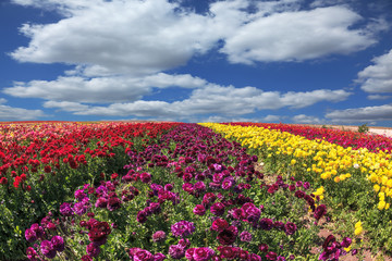 Buttercups  ripened for harvesting