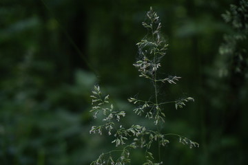 christmas tree in snow