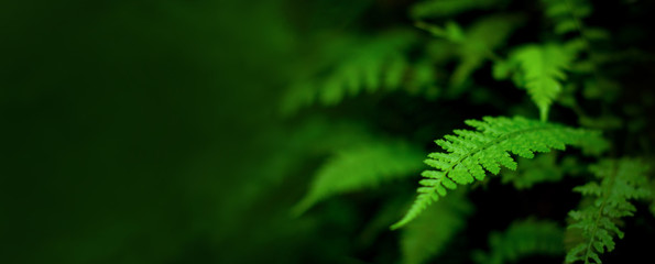 Green color nature background beautiful nature green leaf image  
