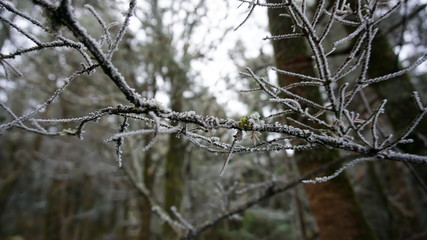frost