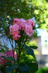 Close-up of a Beautiful Pink Rose Branch, Nature, Macro