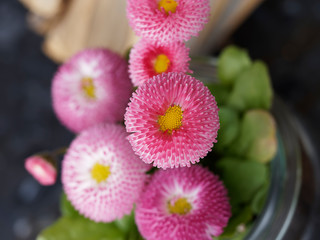 Pâquerettes pomponnettes de coloris rose (bellis Perennis) © Marc