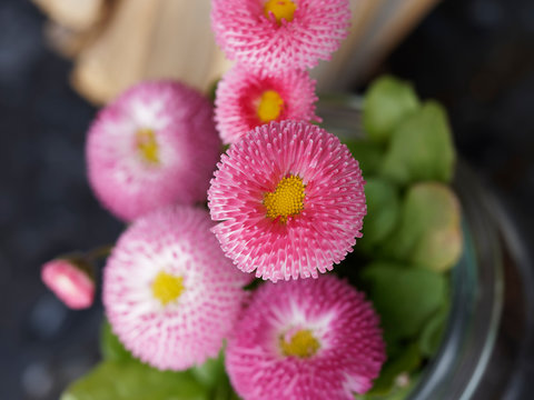 P&acirc;querettes pomponnettes de coloris rose (bellis Perennis)